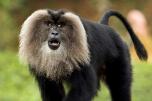 Lwa's macak - borodach monkey z międzynarodowej czerwonej książki